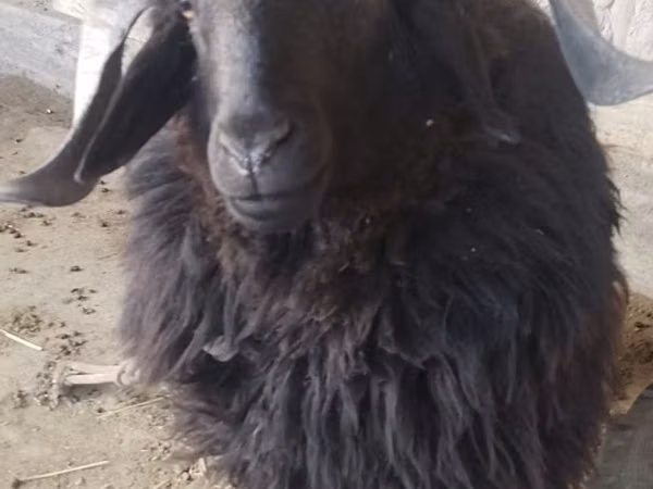 كبش, الأغنام — أوزبكستان