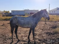حصان, Thoroughbred horse — الصورة 1