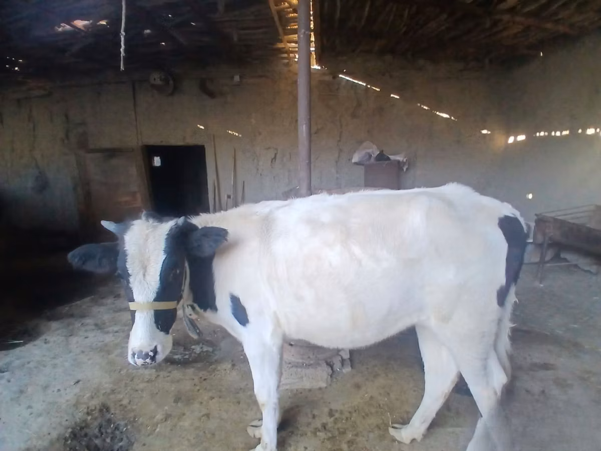 गाय, गोलस्टीन नस्ल