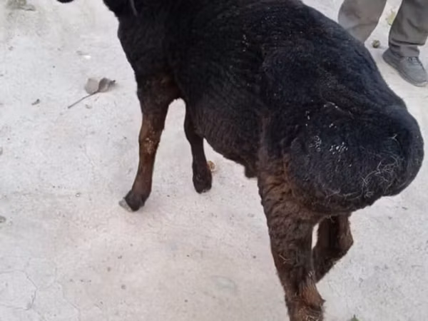 मेढ़ा, भेड़