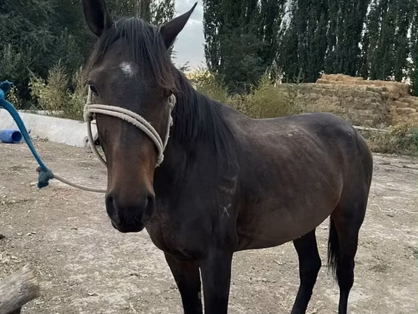 Hengst, Pferde — Kirgisistan