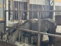 Mare, Horses — photo 3