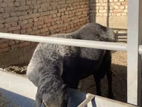 كبش, الأغنام — الصورة 2