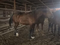 Caballo, Caballos — foto 3