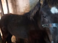 Yegua, Horse breed — foto 5