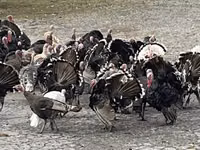 Turkeys — foto 5