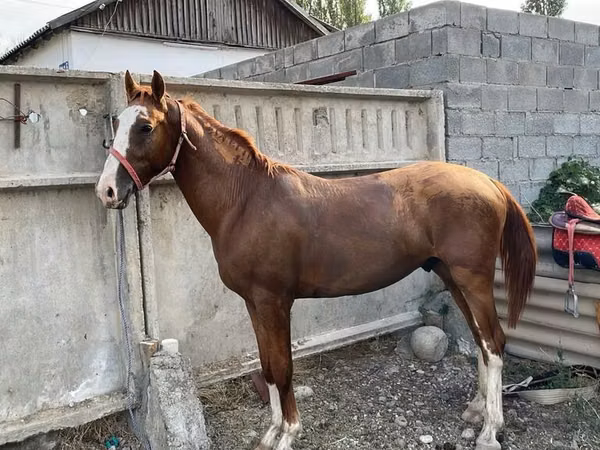 Hengst, Russian Don — Kirgisistan