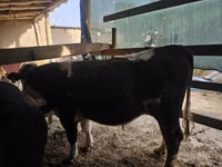 Bulle, Simmental cattle — Foto 3