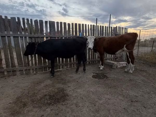 Kuh, Simmental cattle