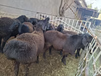 Widder, Hissar sheep — Foto 1
