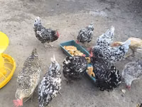 Chickens — Foto 1