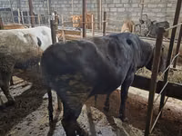 公牛, Aberdeen-Angus — 照片 7