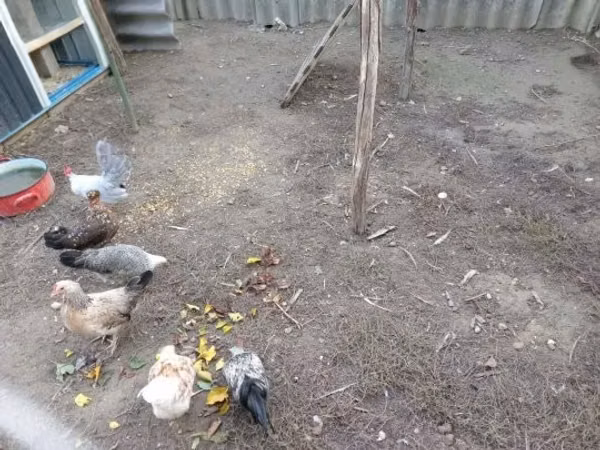 Yapon Bantam