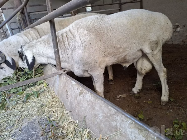 Widder, Schafe