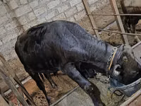 公牛, Aberdeen-Angus — 照片 1