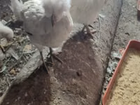 Leghorn — Foto 3