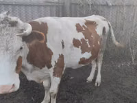 Vaca, Simmental cattle — foto 1