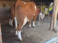 بقرة, Simmental cattle — الصورة 1