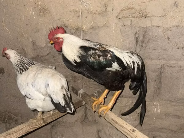 Chickens — Kirgisistan