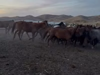Yegua, Kazakh horse — foto 5