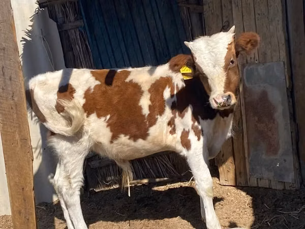 सांड, Simmental cattle