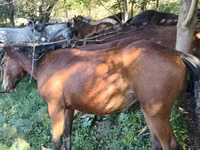Stute, Horse breed — Foto 1