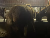 Hengst, Yakutian horse — Foto 6