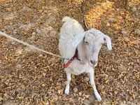 Ziege, Alpine goat — Foto 4