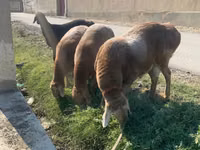 Sheep (batch, sex not specified), Arashan sheep — photo 4