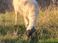 Carnero, Arashan sheep — foto 2