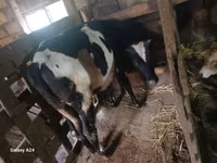 母牛, Russian Black pied cattle — 照片 4