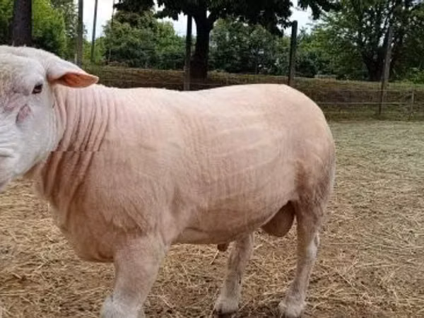 كبش, الأغنام
