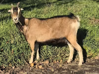 Cabra, Alpine goat — foto 7