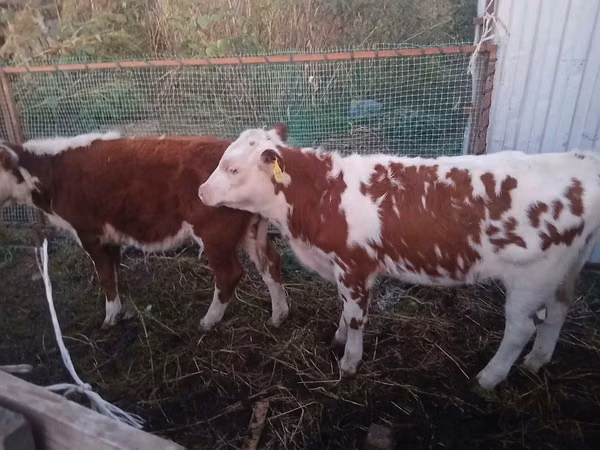Rinder (Partie, Geschlecht nicht angegeben), Simmental cattle — Kasachstan