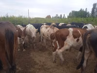ثور, Simmental cattle — الصورة 1