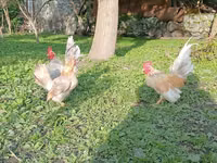 سيراما — الصورة 2