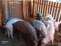 公猪, Pigs — 照片 3