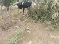 母牛, Simmental cattle — 照片 5