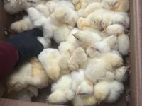 Chickens — Foto 3
