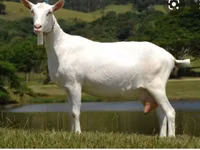 تيس, Saanen goat — الصورة 4