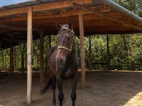 Hengst, Arabian horse — Foto 2