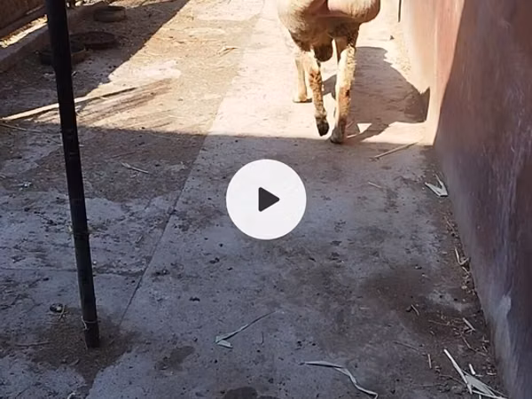 Carnero, Arashan sheep — Kirguistán