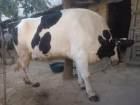 Kuh, Holstein-Rasse — Foto 5