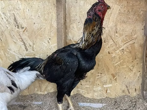 Chickens — Kirgisistan