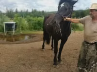 Stute, Međimurje horse — Foto 1