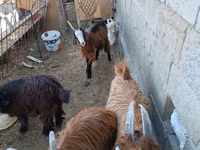 Cabra, Cabras — foto 2