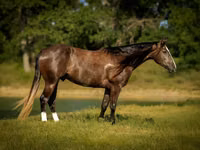 Hengst, Quarter Horse — Foto 1