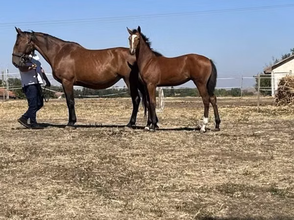 Mare, Nonius horse