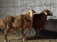 كبش, Edilbay sheep — الصورة 2