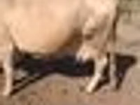 गाय, Latvian Blue cattle — फ़ोटो 3